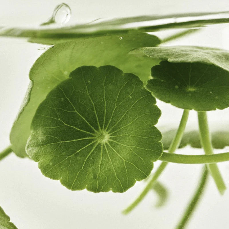 Beauty of Joseon Light On Serum Centella + Vita C – Sérum Iluminador — imagem 13
